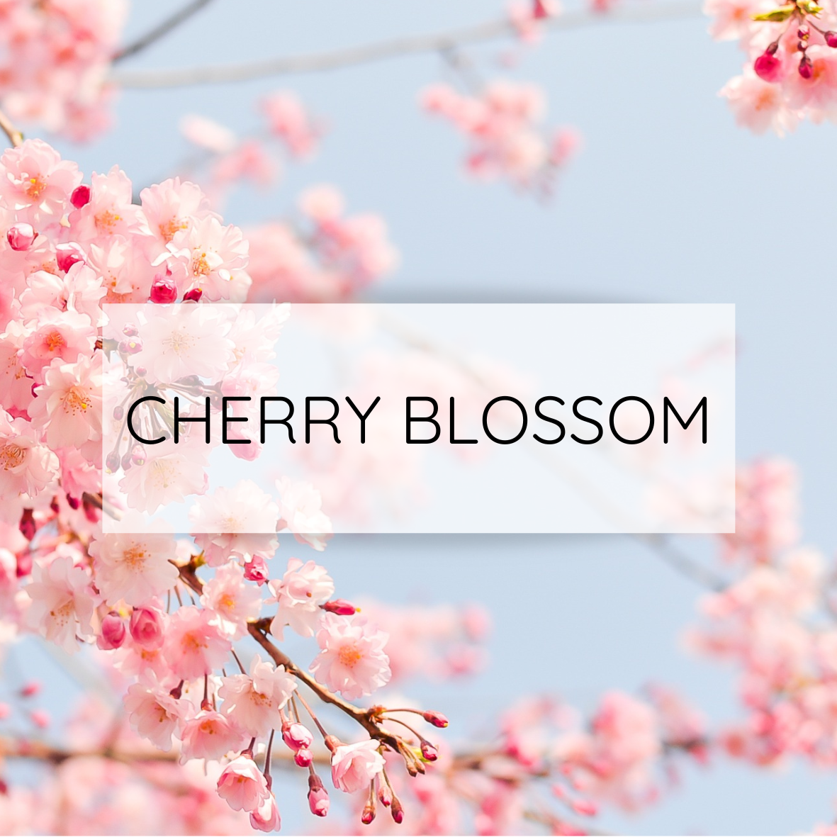 Cherry Blossom Snap Bar